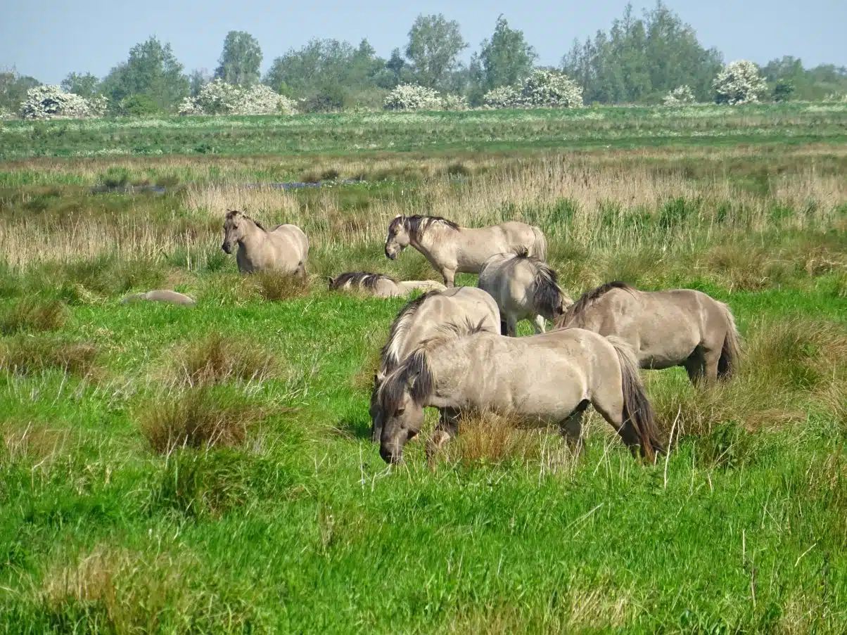 The Cambridge to Ely Cycle Route