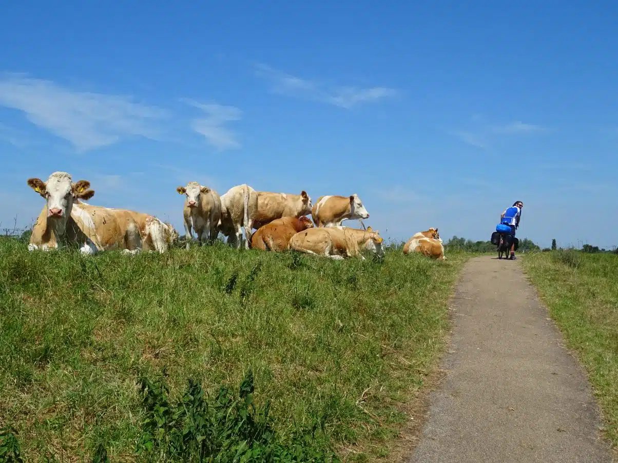 The Cambridge to Ely Cycle Route