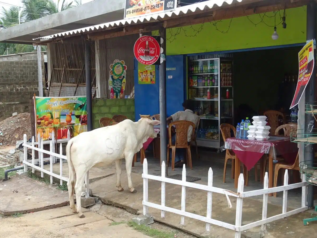 Vegan in Sri Lanka - An Ethical Eaters Guide