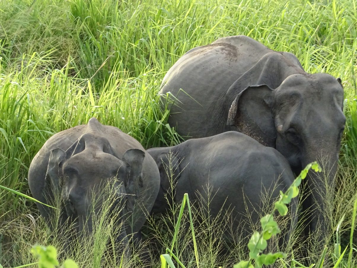 Vegan in Sri Lanka - An Ethical Eaters Guide