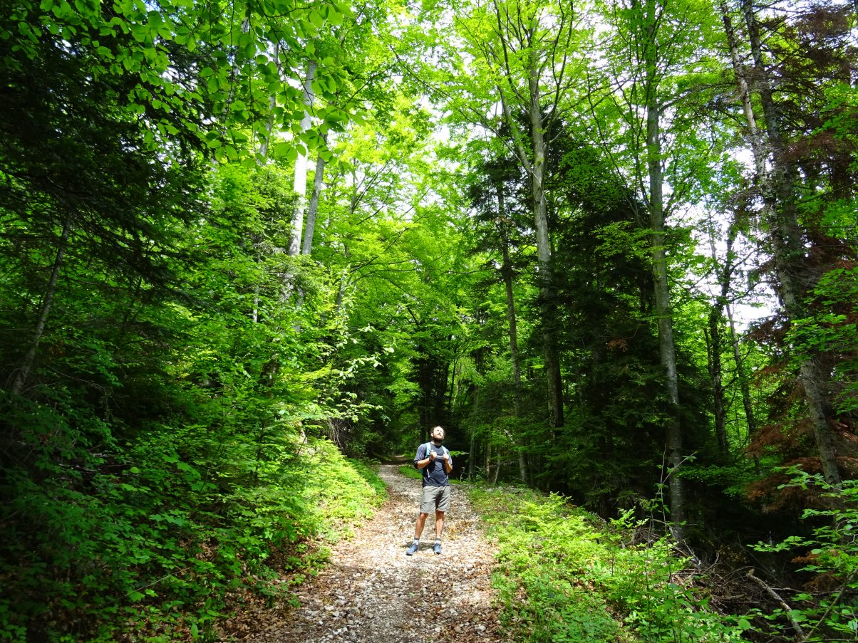 Man hiking in the woods