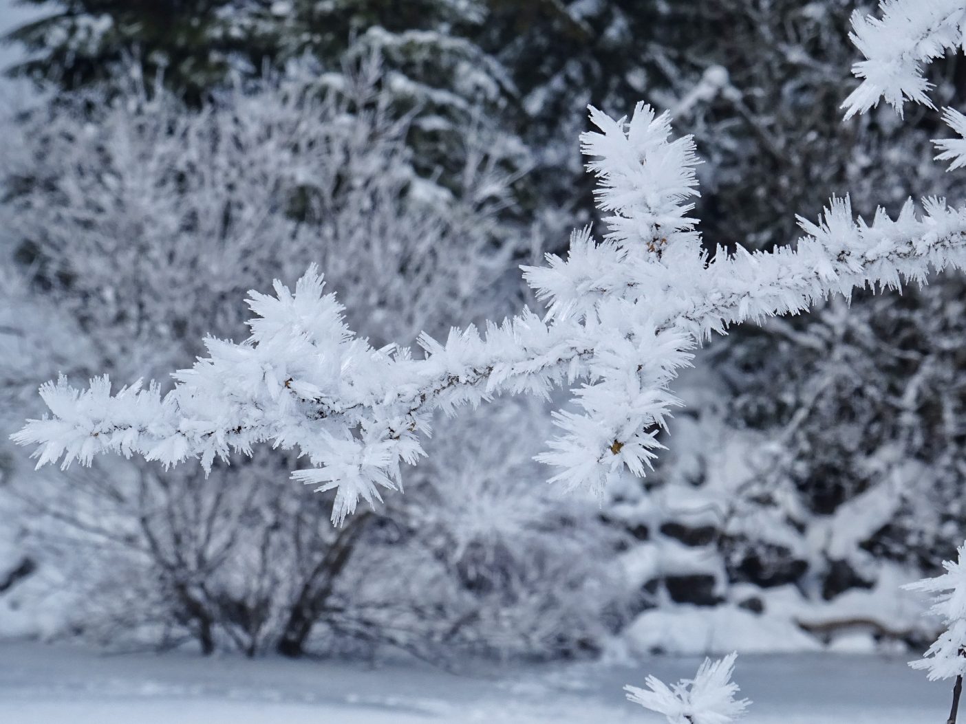 Frozen branches 