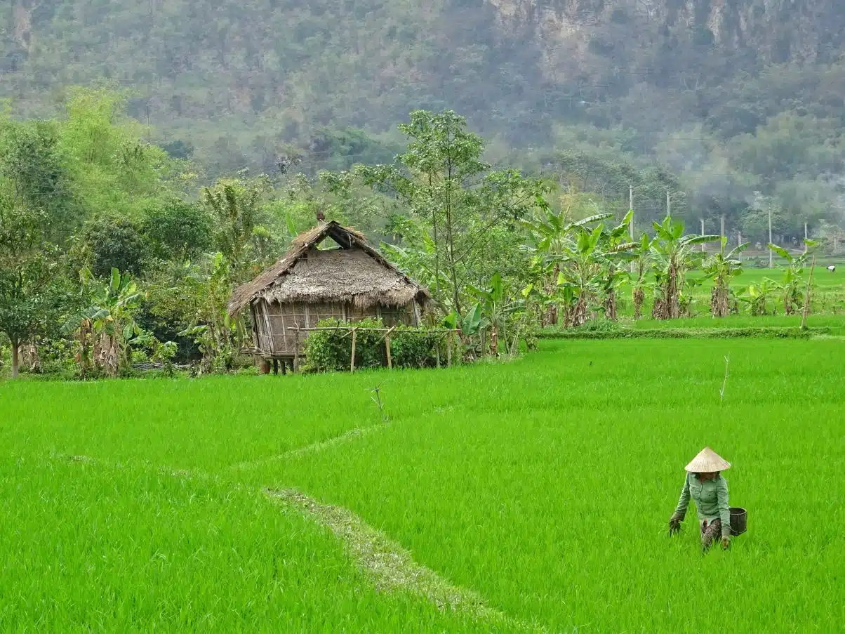Villager working in paddy field Vietnam