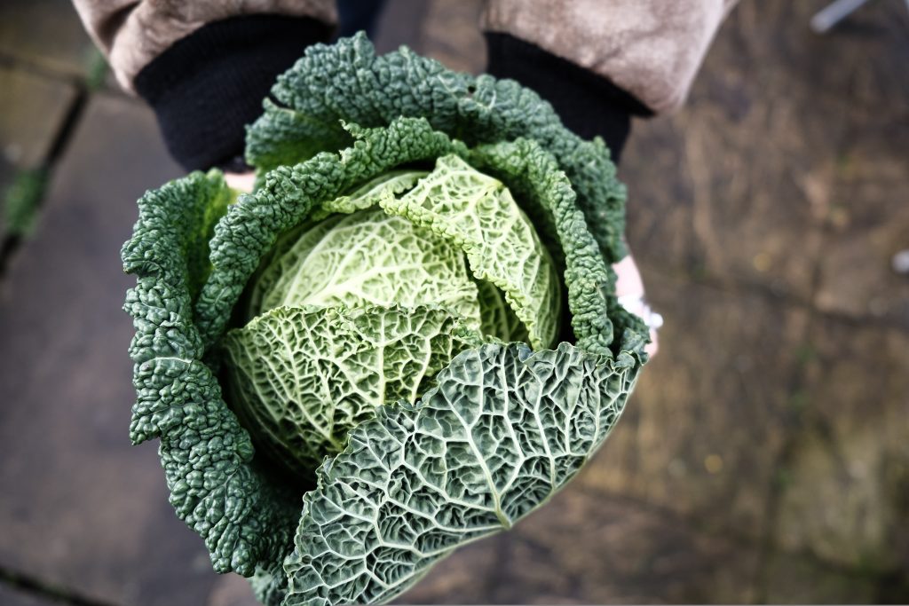 Savoy cabbage 