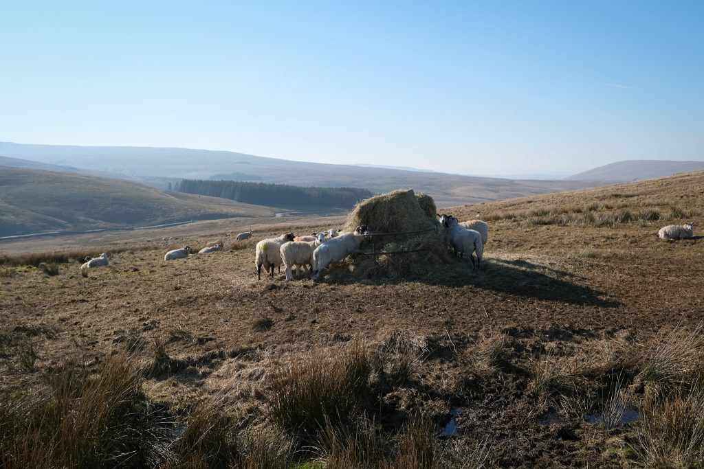 Sheep grazing in a field - wool