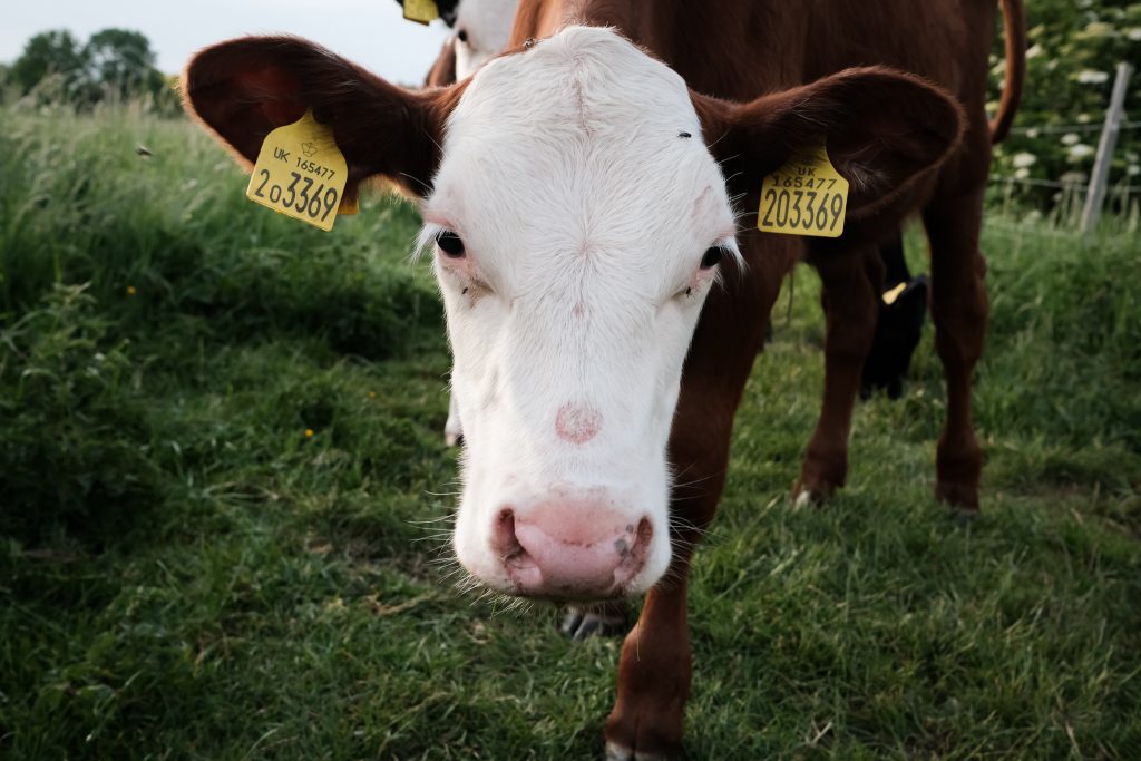 Cow in feel being farmed for leather