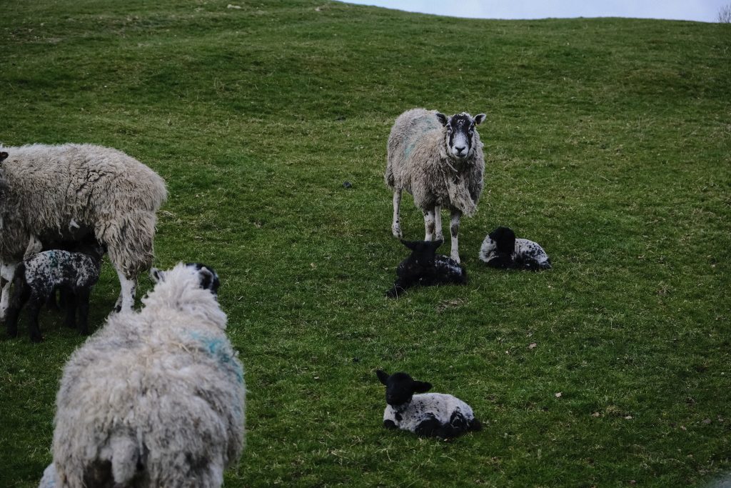 is leather eco friendly