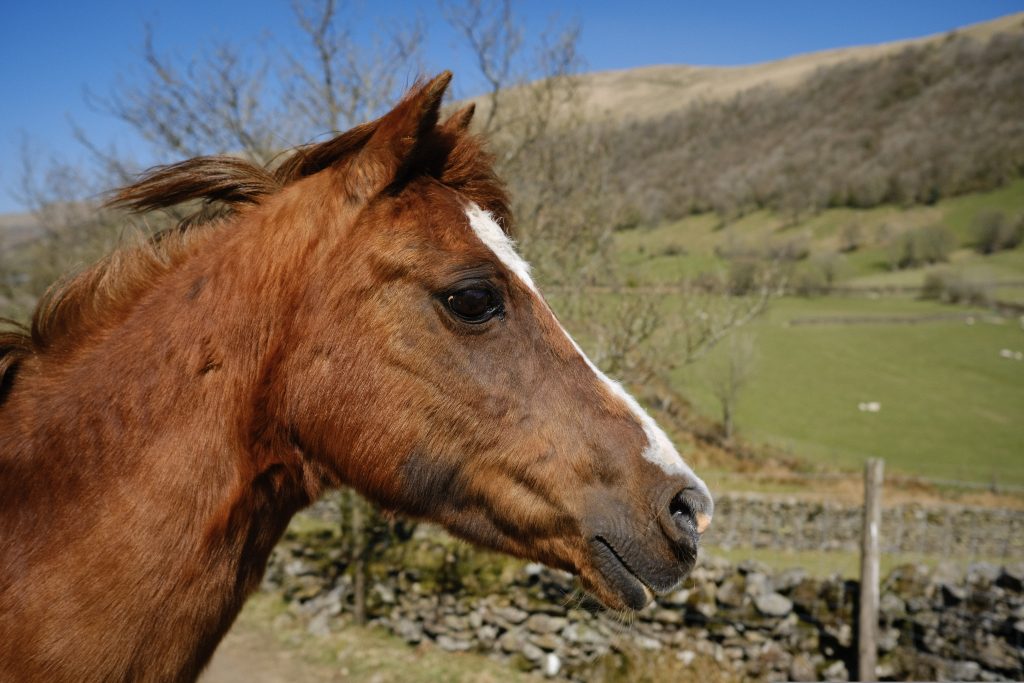 is leather bad for the environment