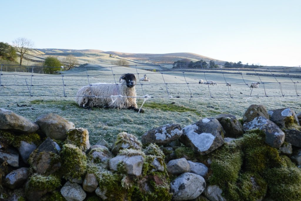 Sheep sitting in a farm