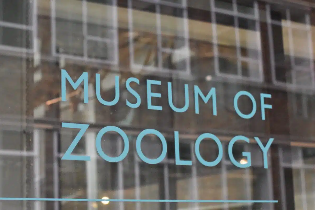 A Whole Bunch of Free Things to Do in Cambridge