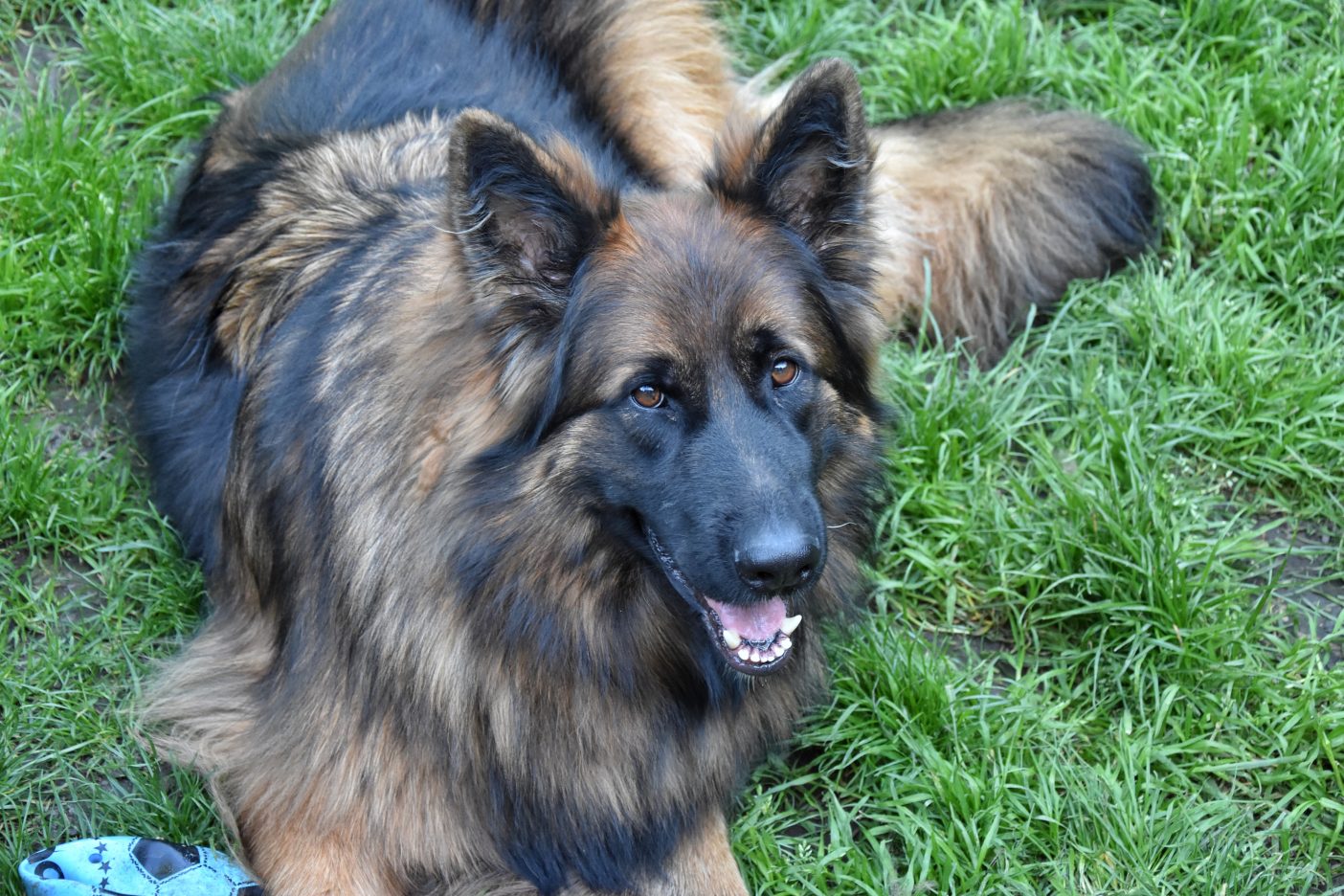 Male German Shepherd