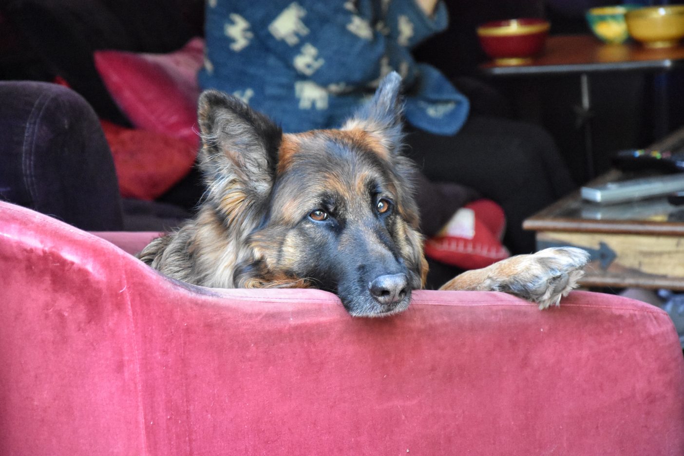 Female German Shepherd 