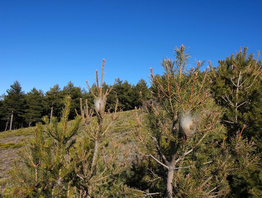 Pine Processionary Caterpillar nests-01 - Linn Haglund