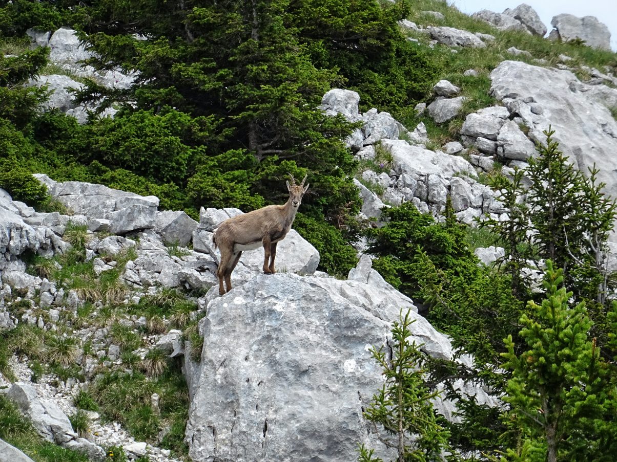 Ibex on peak