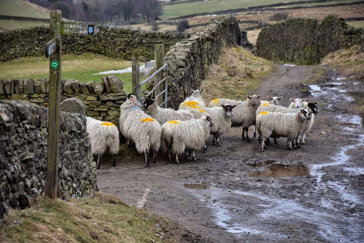 Sheep along an easy Peak District Walk