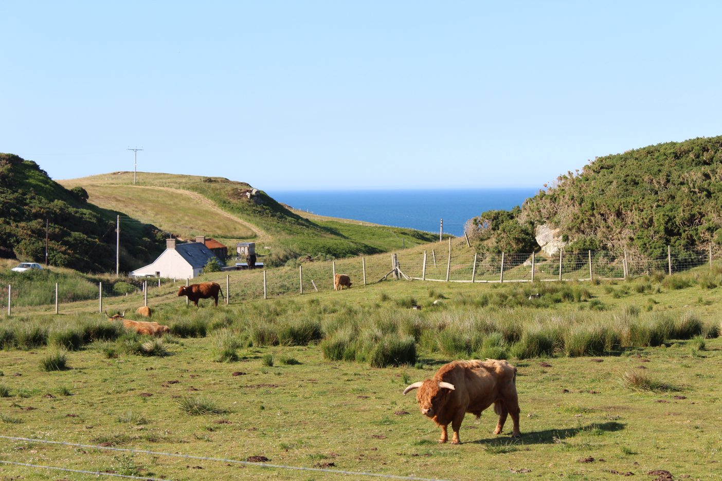 Scottish highlands cow