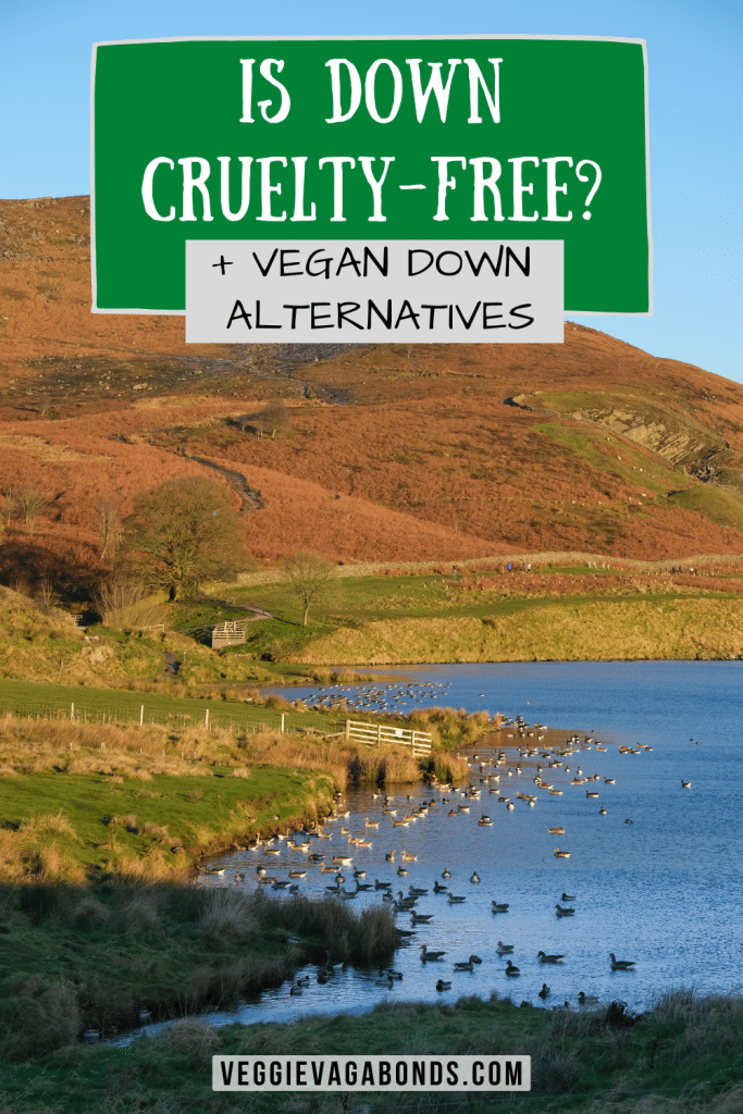 is down cruelty free and vegan down alternatives