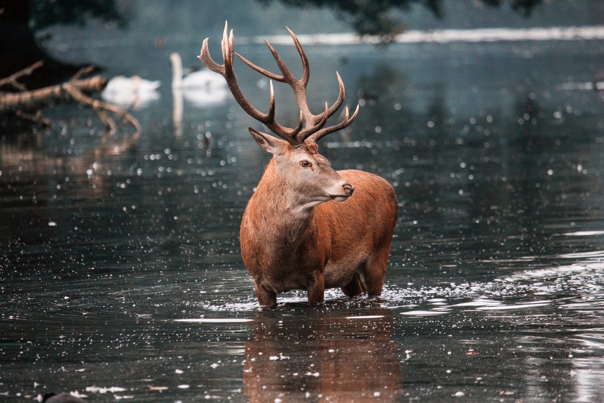 Red Deer at Swiss National Park 