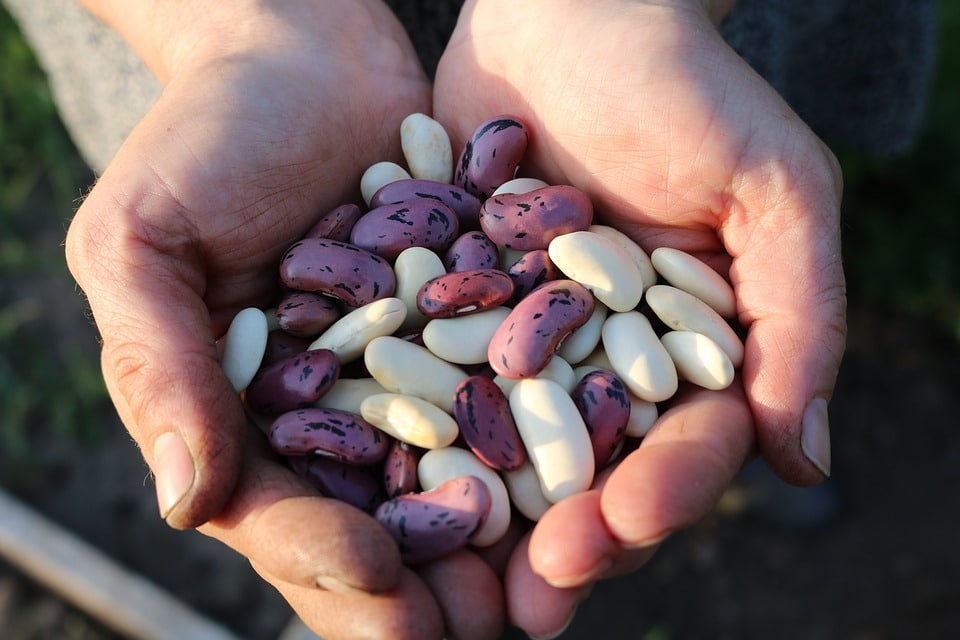 Beans in hands
